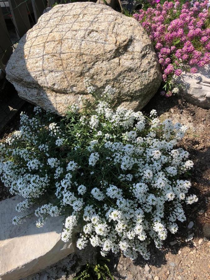 فيلا Bellagio Bellavista Di Betty Civenna المظهر الخارجي الصورة